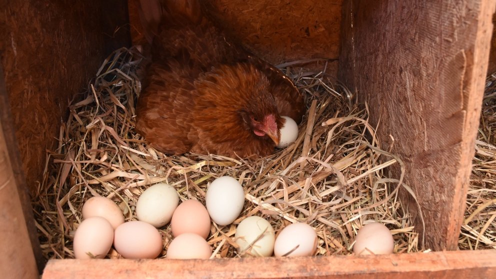 Cómo hacer un nido para gallinas ponedoras con un recolector de huevos