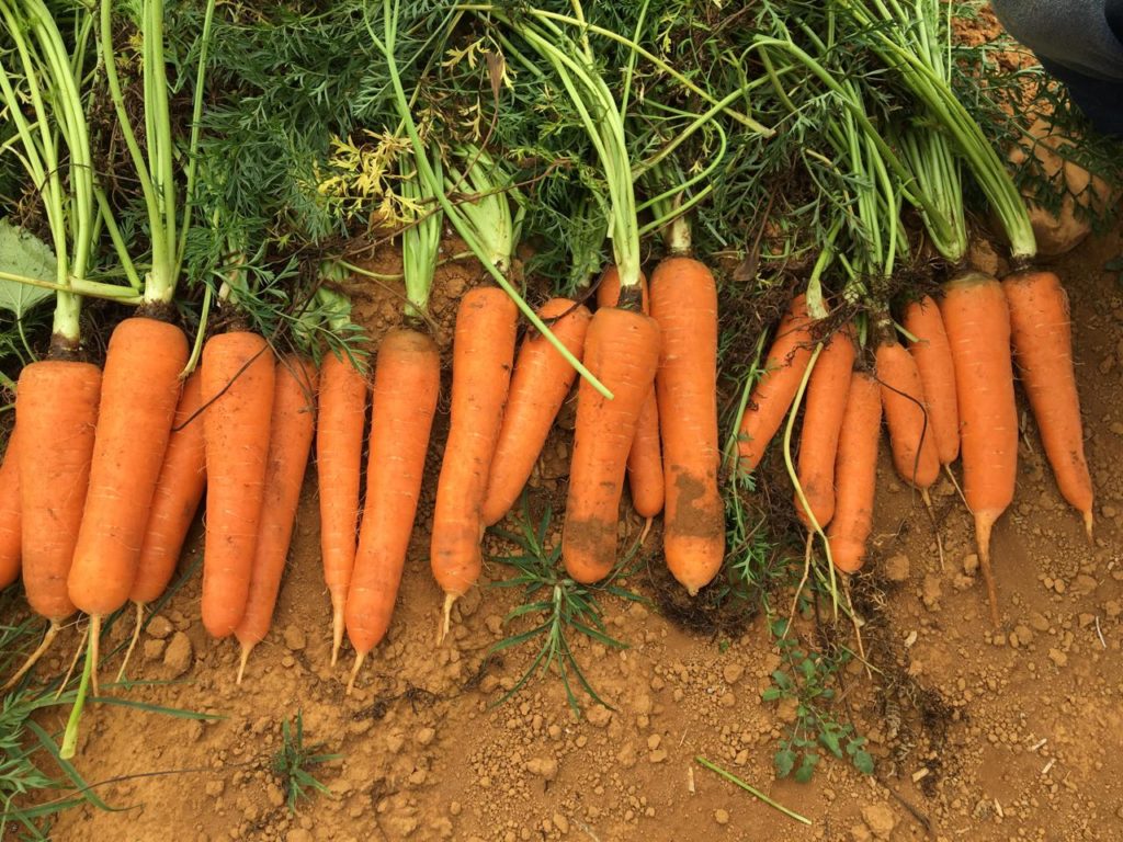 Cómo Plantar Zanahorias Facilmente Paso A Paso Aprende Aqui 3455