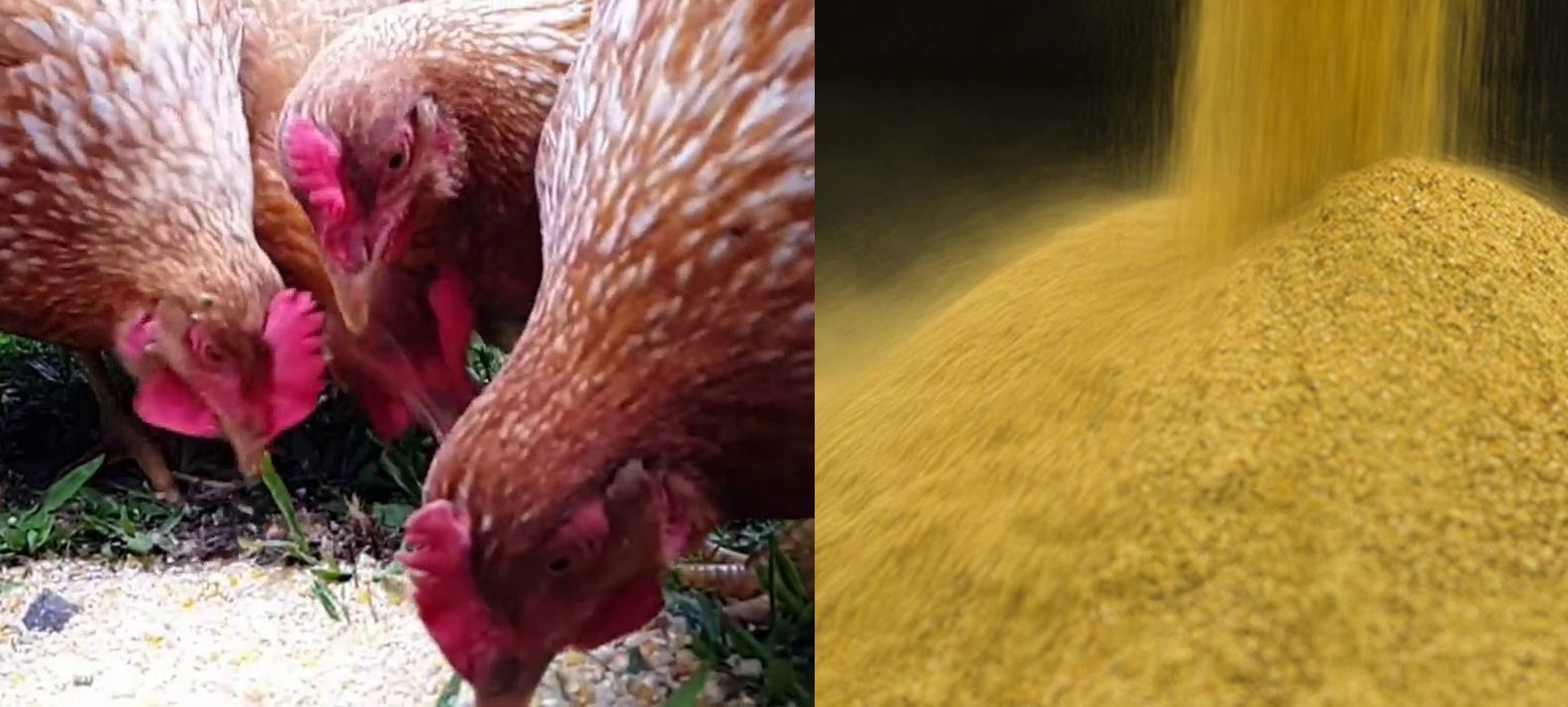 Alimento para gallinas ponedoras de corral: aprenda a hacer