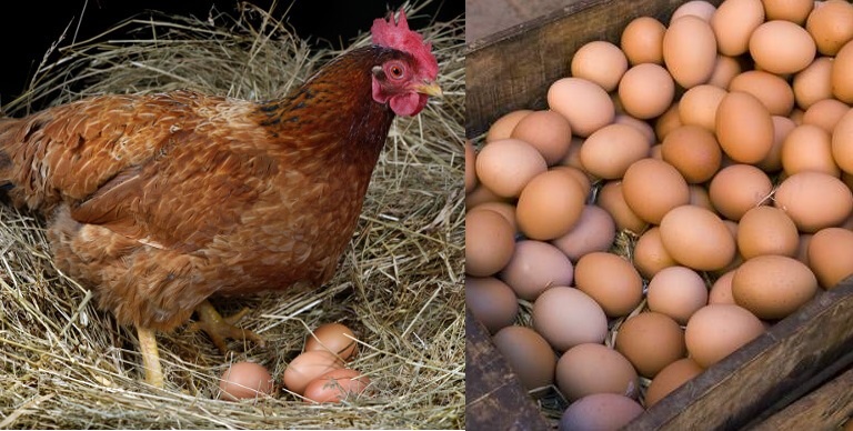 Cómo cuidar a las gallinas ponedoras, para buenos huevos saludables