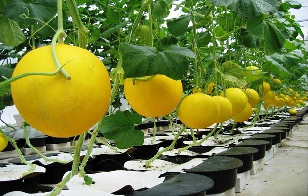 Cómo cultivar melón en una maceta cuidado temperatura y suelo