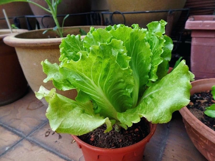 C Mo Cultivar Lechuga Consejos Para Cultivarla Paso A Paso