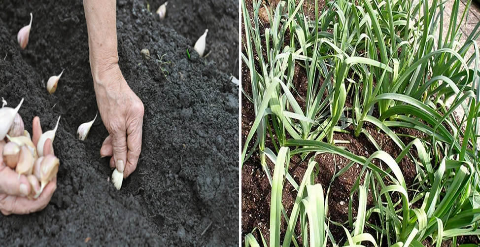 Como Plantar Plantar Ajo En Casa Todos Los Pasos