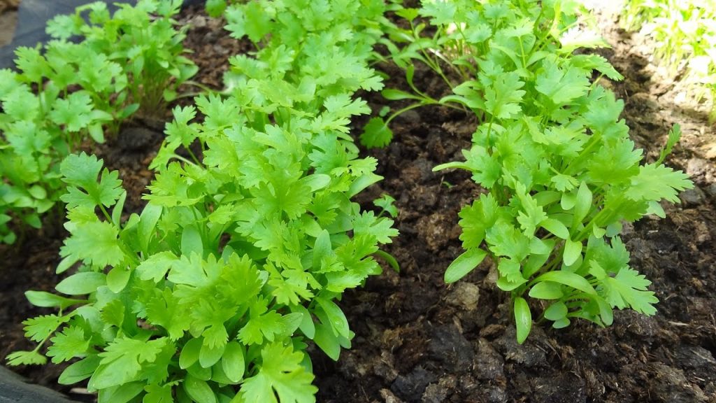 Cómo Plantar Cilantro En Un Huerto Maceta O Botella