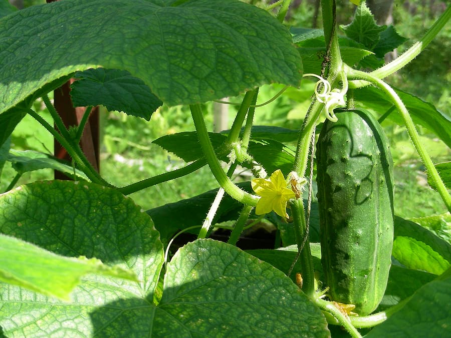 Cómo plantar pepino consejos de cultivo y gestión de la plantación