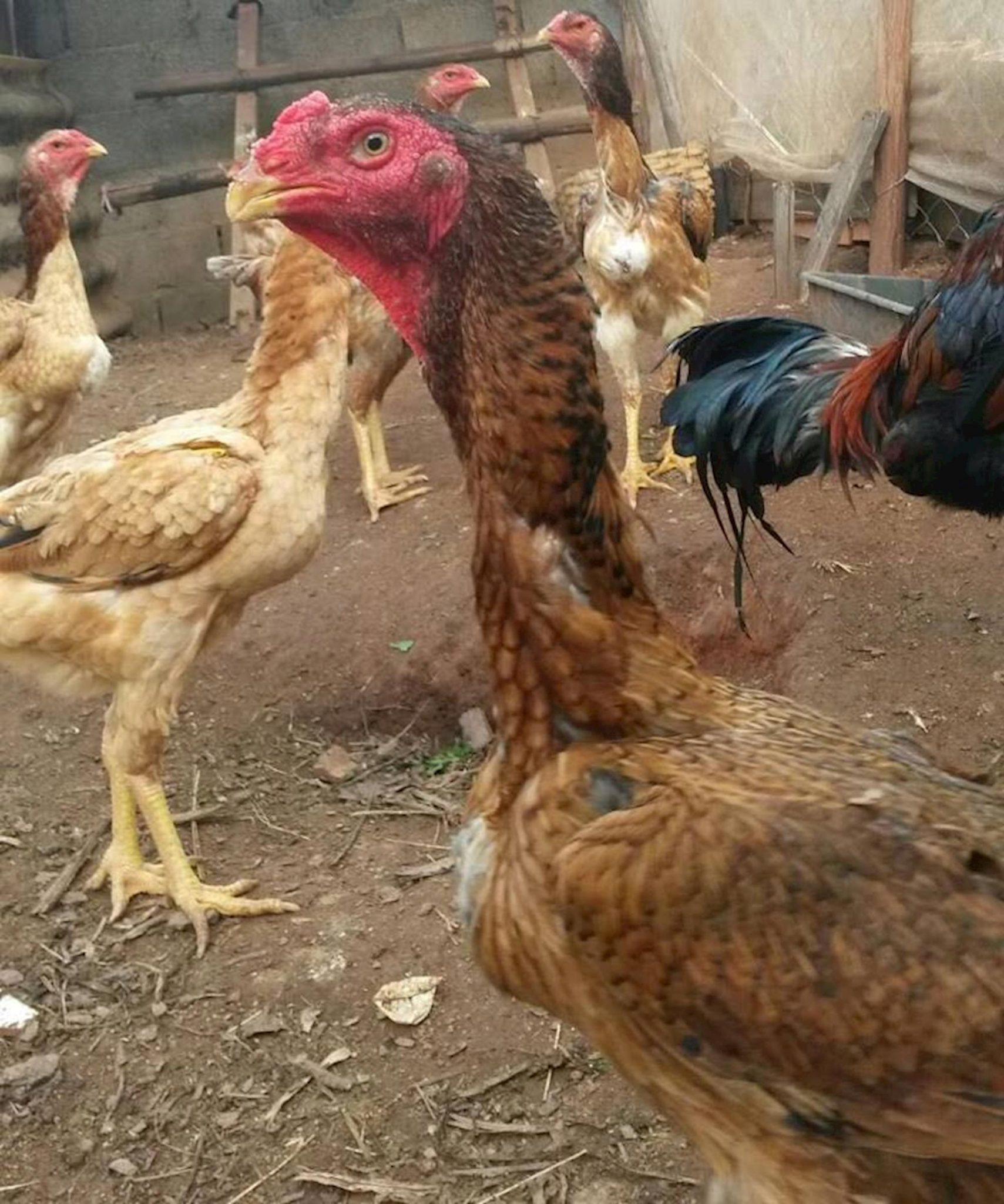Cómo criar gallinas gigantes localización, estructura, vacunación