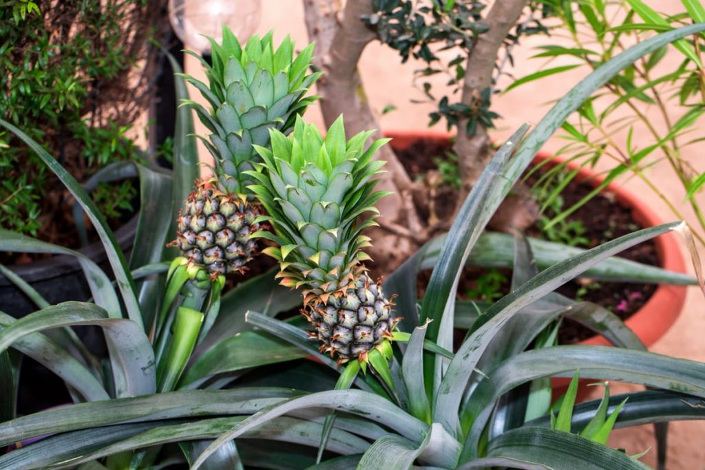 Cómo plantar piña: consejos y trucos para tener la fruta sin salir de casa