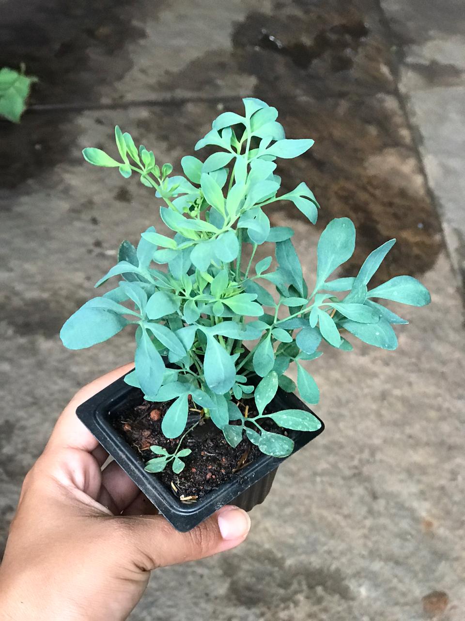 Aprenda cómo plantar ruda con estes pasos desde tu casa