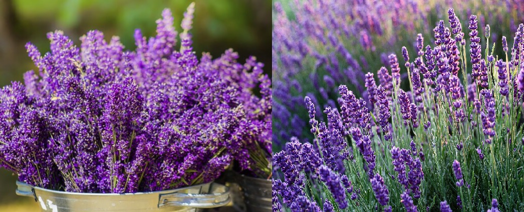 Aprende Como Plantar Lavanda Paso A Paso 2820