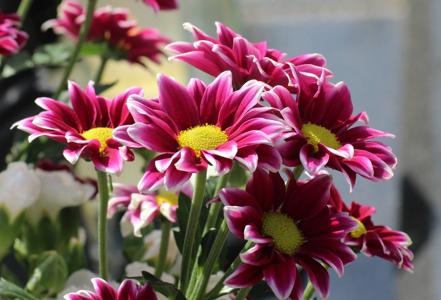 9 mejores plantas con flores para el jardín: Muy hermoso