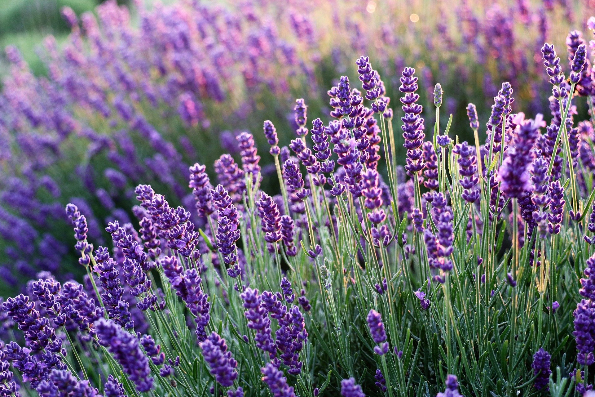 Aprende Como Plantar Lavanda Paso A Paso 4058